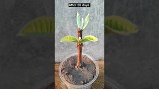 Whats the fastest way to grow guava Propagationgarden gardening [upl. by Buroker]