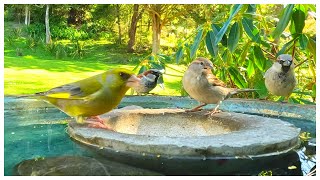 New Zealand Bird Garden [upl. by Stephenie]