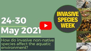 How do invasive nonnative species affect the aquatic environment [upl. by Elwood106]