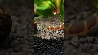 Kuhli loach digging it [upl. by Gerdi]