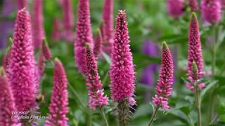 Veronica First Longifolia First Love® 4K [upl. by Drol]