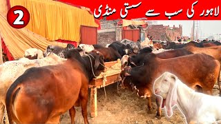 Lahore ki sab se Sasti Maweshi Manndi  Cheapest cattle market in Lahore [upl. by Aicilyhp]