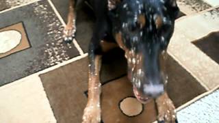 Doberman  Ruby the doberman with Vitiligo a rare skin disorder [upl. by Hillie]