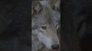 5 FACTS ABOUT WOLVES YOU WONT BELIEVE [upl. by Daj]