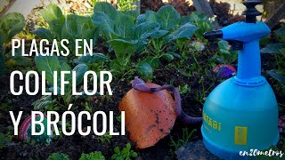 Plagas en COLIFLOR BROCOLI y REPOLLO orugas pulgones y caracoles  en20metros [upl. by Aniarrol]