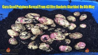 Cara Seed Potatoes Reveal From 43 liter Buckets Started On 8th May [upl. by Isyed385]