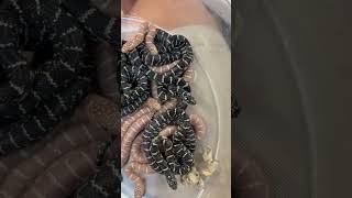 Baby King snakes at Cold Blood Creations coldbloodcreations kingsnakes reptiles [upl. by Pembroke122]