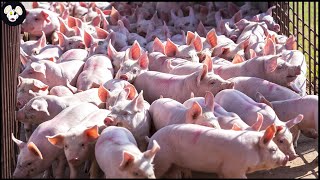 How American Farmers Raise Millions of Pigs  Modern Pig Farms [upl. by Dnaletak210]