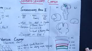 neurophysiology Chapter 48 Somatosensory cortex somatosensory association areasmedicallectures [upl. by Yahsan484]