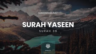 Surah Yaseen  Qari Tareq Mohammed  سورة يس  القارئ طارق محمد [upl. by Llerrom]