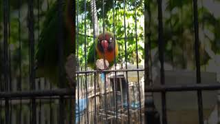 Burung lovebird lovebird lovebirds lb burung burunglovebird [upl. by Yorgerg938]