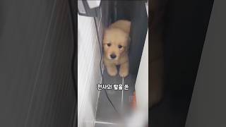 천사의 탈을 쓴 꼬물꼬물 개구쟁이 아기 리트리버 🐾❤️ shorts 골댕이 강아지 아기댕댕이 아기강아지 pets animals goldenretriever [upl. by Adekan666]