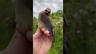 BirdsCedar Waxwing One of the most stylish and elegant birds [upl. by Meredithe31]