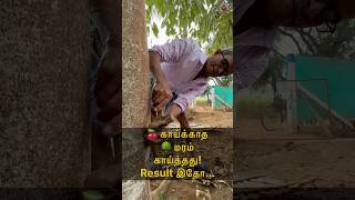 🍒 காய்க்காத 🌳 மரம் காய்த்தது Result இதோ MudPot Channel [upl. by Ronym100]