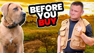 Is the SOUTH AFRICAN BOERBOEL Right for You [upl. by Brinkema]