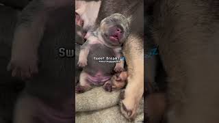 Tiny Pitbull Puppys Adorable Sleepy Face Melts Hearts pitbull dogbreed pitbullsofficial shorts [upl. by Dnallor]