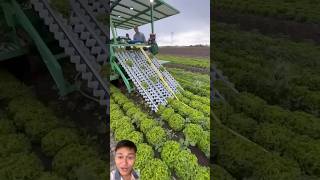 Smart machine harvests lettuce in the US sonlv harvest [upl. by Necyla]