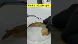 Under microscope viralreelschallenge undermicroscope youtubeviralshorts [upl. by Edalb219]