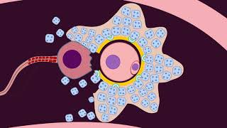 Fertilization  Quick Review by Dr Amna [upl. by Borras]