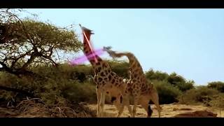 Giraffes Fighting But this time its treason then [upl. by Rimola]