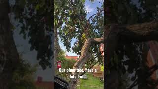 Plum tree to grow for your backyard Lots of fruit [upl. by Oiromed]