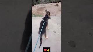 jerman sperd puppy ❤️shortvideo germanshepred viralvideo breeder viral [upl. by Roberta]