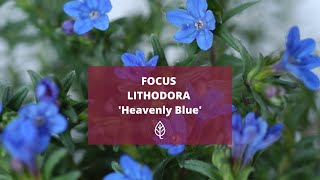 FOCUS  LITHODORA Heavently Blue [upl. by Janik]