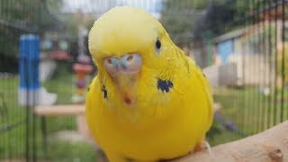 2 Hours of Budgie Best Friends  Mango and Chutney  Singing and Talking Sounds [upl. by Aicatsan]