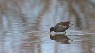 Common Moorhen [upl. by Xeno]