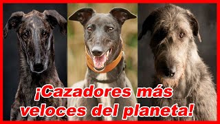 Top 10 PERROS LEBRELES utilizados para CAZAR ⚡ galgos [upl. by Holton]