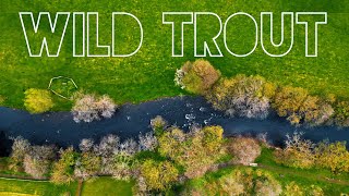 Restoring WILD TROUT in the River Nidd [upl. by Hillie]