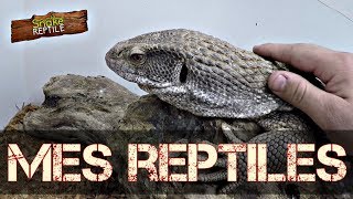 Présentation de mon élevage de reptile [upl. by Burny]