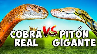 La Serpiente Más VENENOSA del Mundo I Cobra Real VS Pitón Gigante [upl. by Llenra]