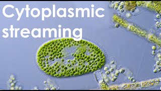 Cytoplasmic streaming in Paramecium bursaria [upl. by Ziom47]