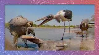 Marabou Stork Battles Ruppells Vultures Over Kudu Carcass [upl. by Rivers489]