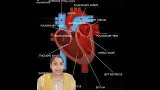 What are oxygenated and deoxygenated bloodpure and impure bloodbiologyscience [upl. by Litsyrk]