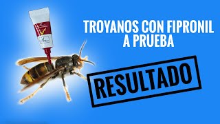 Resultado del envío de troyanos con fipronil para eliminar nidos de vespa velutina [upl. by Esenwahs]