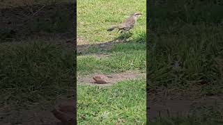 Sinsonte calandria Mimus saturninus  The chalkbrowed mockingbird Mimus saturninus [upl. by Ecidnak]