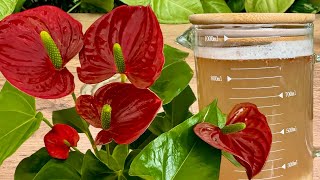 Absolute Treasure for ANTHURIUM Use It Just Once a Month and Even the Weakest Will Grow Stronger [upl. by Rotberg]