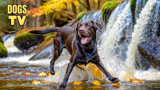 🔴AllDay Dog TV Fast Calming Music for Anxious Dogs  Best Fun amp Relaxing TV to Entertain your Dogs [upl. by Nathanil]