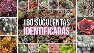 180 SUCULENTAS IDENTIFICADAS  Nombres Cientificos [upl. by Adaven]