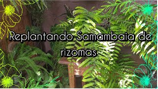 Substrato para samambaia chorona samambaias replantfern replantes [upl. by Tristram]