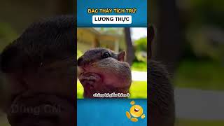 Bậc thầy tích trữ lương thực  Dũng CM [upl. by Niwrad]