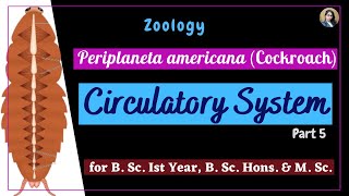 Periplaneta americana cockroach  Circulatory System  Part 5  Zoology  B Sc Ist Year [upl. by Tsenre59]