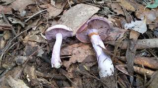 LepistaClitocybe nuda Wood Blewit vs Cortinarius archeri identification [upl. by Dnomzed91]