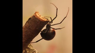 Latrodectus elegans [upl. by Witcher]