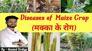 Diseases of Maize Crop and their management  मक्का के रोग  major diseases of Maize [upl. by Braeunig159]