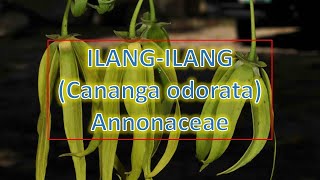 IlangIlang Cananga odorata  Annonaceae  Trees for Urban Spaces  Philippine Native Trees [upl. by Esinyl]