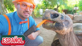 Blippi visita un zoológico Phoenix Zoo  Videos educativos de animales [upl. by Trici]