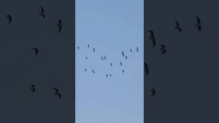 Roosting Black Headed Gulls Flying In A Line In Late November birds avian nature [upl. by Dierolf571]